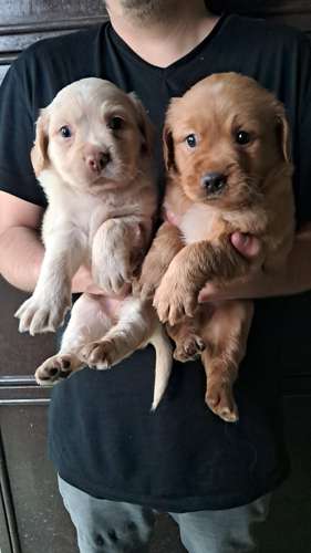 Cocker spaniel - Imagen 5