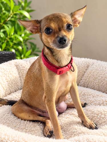 Chihuahuas Cabeza de Venado - Imagen 5