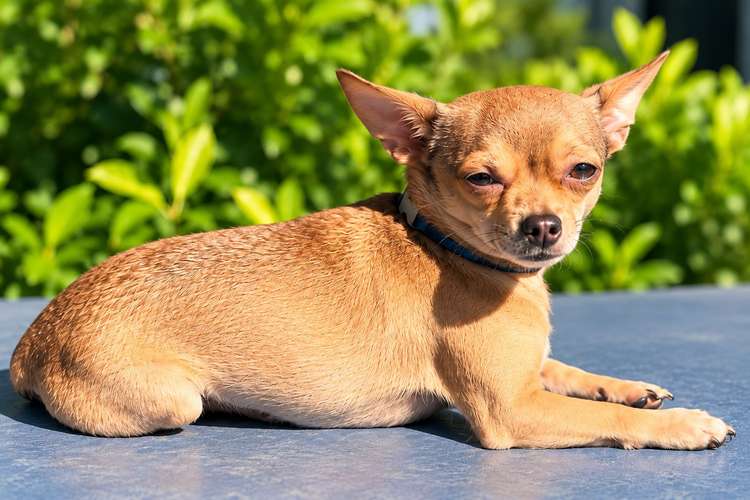 Chihuahuas Cabeza de Venado - Imagen 6