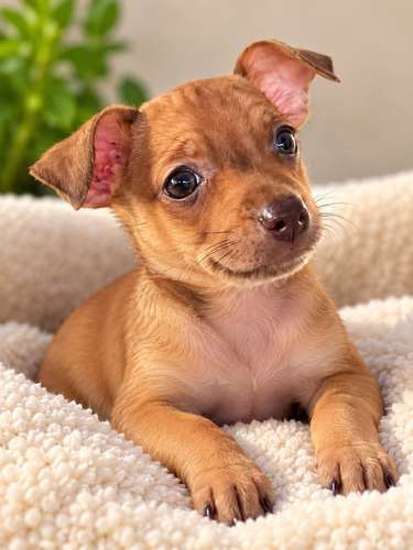 Chihuahuas Cabeza de Venado - Imagen 4