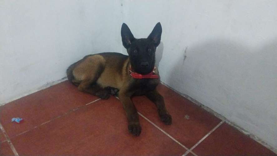 Pastor belga malinois