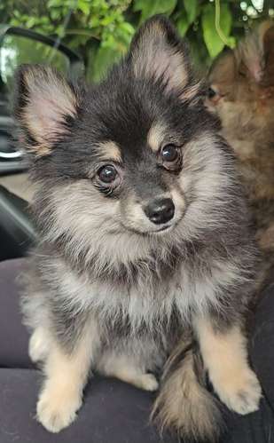 Pomeranio Precioso - Imagen 1