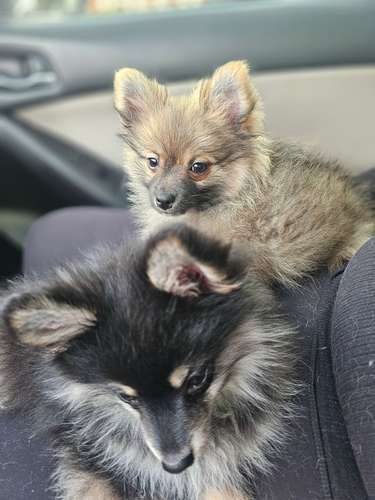 Pomeranio Precioso - Imagen 4