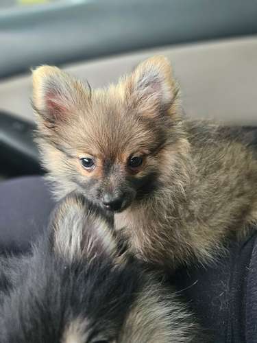 Pomeranio Precioso - Imagen 2
