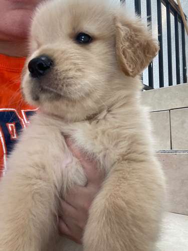 Ultimo guapo bebesito Golden retriever Macho pedigree A
