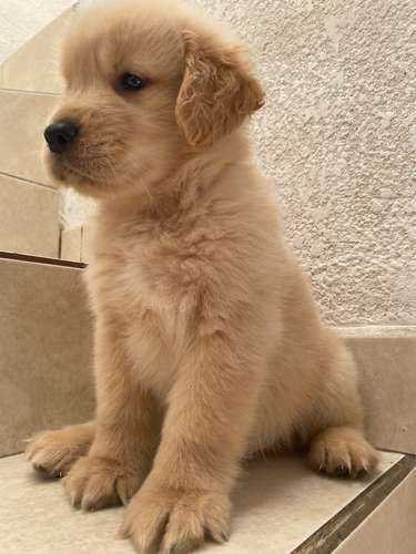 Ultimo guapo bebesito Golden retriever Macho pedigree A