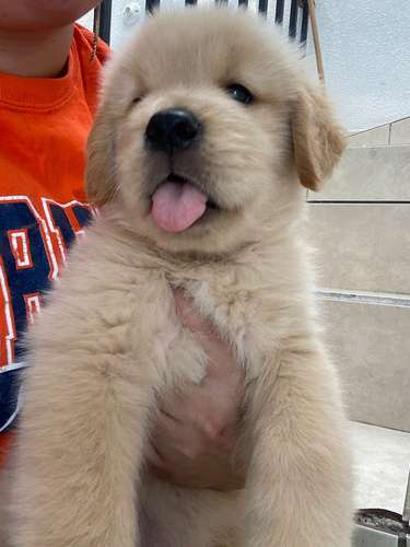 Ultimo guapo bebesito Golden retriever Macho pedigree A