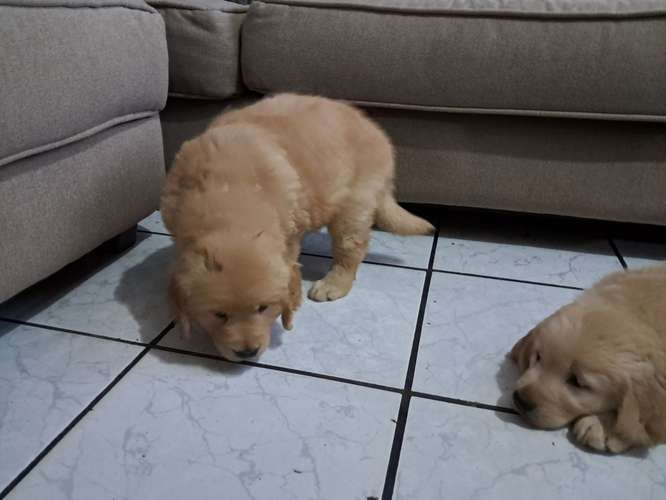 Último Golden macho, 2 mese - Imagen 3