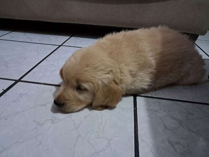 Último Golden macho, 2 mese - Imagen 6