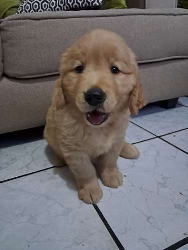 Último Golden macho, 2 mese