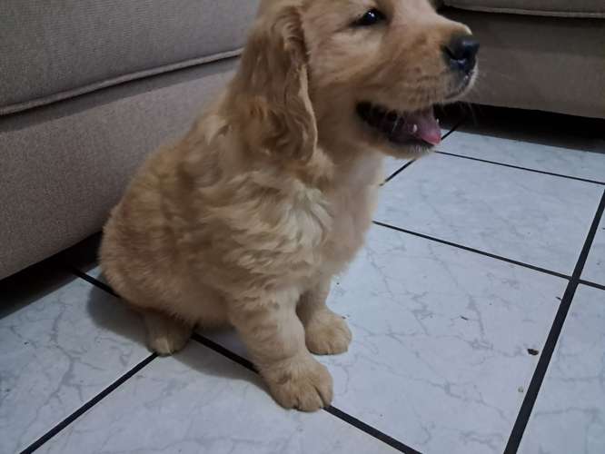 Último Golden macho, 2 mese - Imagen 5