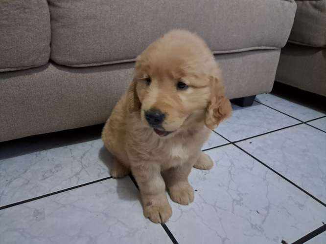Último Golden macho, 2 mese - Imagen 2