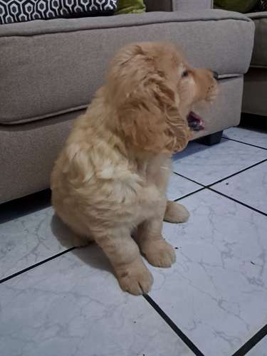 Último Golden macho, 2 mese - Imagen 4