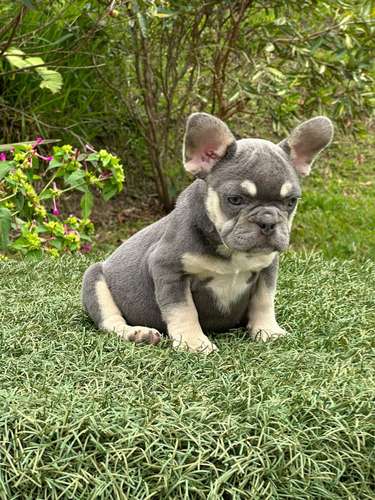 Bulldog frances - Imagen 3