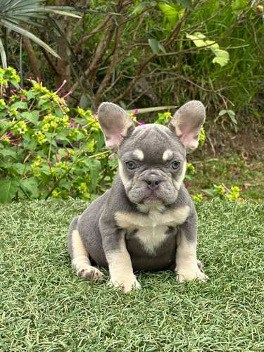 Bulldog frances