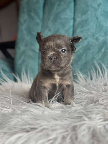 Bulldog frances fluffy  - Imagen 2