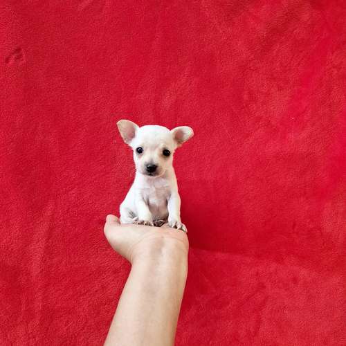 Chihuahua de bolsillo  - Imagen 5