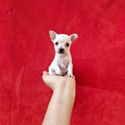 Chihuahua de bolsillo  - Imagen 4