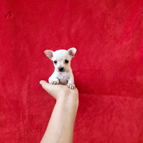 Chihuahua de bolsillo 