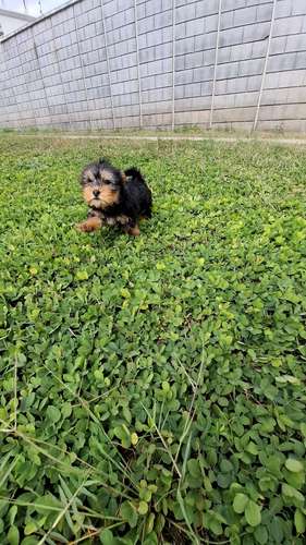 Yorkie Terrier - Imagen 2