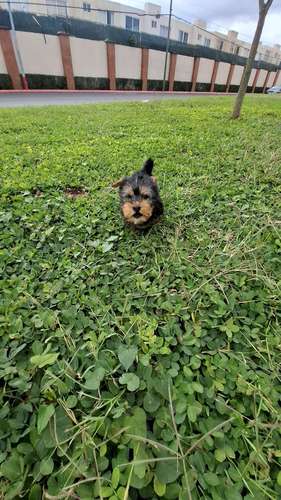 Yorkie Terrier - Imagen 3