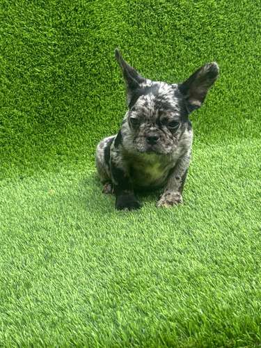 Bulldog francés 