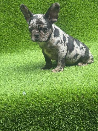 Bulldog francés 