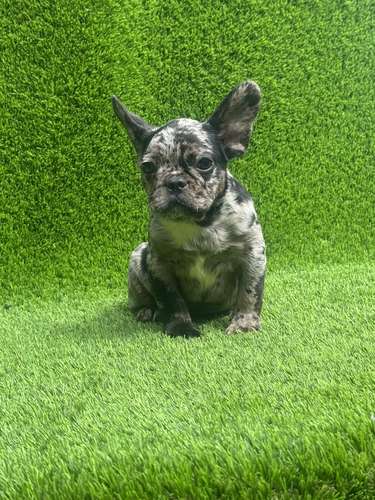 Bulldog francés 