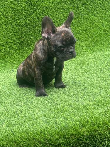 Bulldog francés 