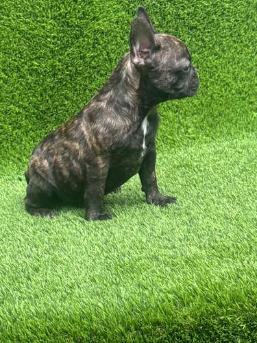 Bulldog francés  - Imagen 2