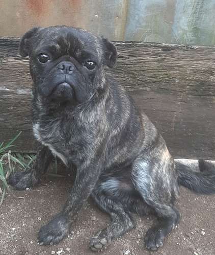 Pug  - Imagen 3