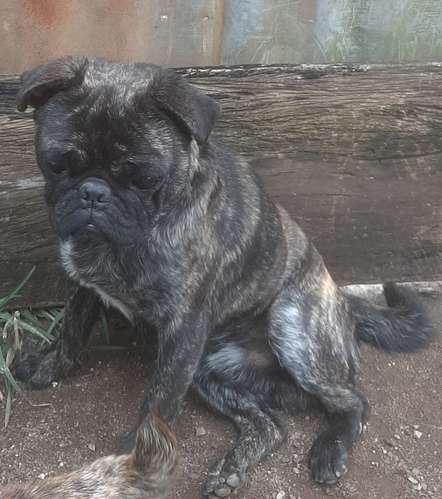 Pug  - Imagen 2