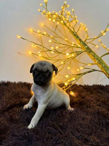 Perritos PUG de raza en búsqueda de su nuevo hogar! - Imagen 7