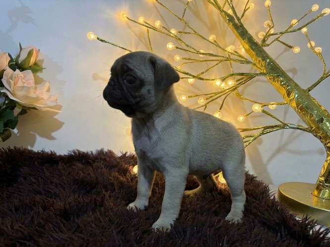 Perritos PUG de raza en búsqueda de su nuevo hogar! - Imagen 5