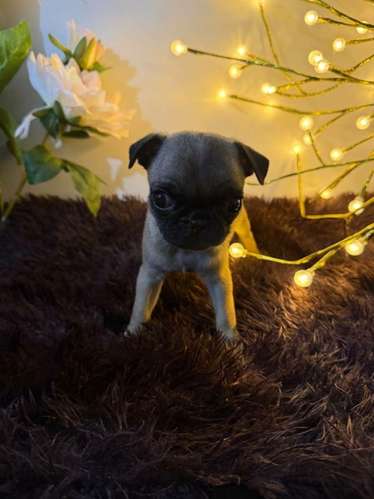 Perritos PUG de raza en búsqueda de su nuevo hogar! - Imagen 2