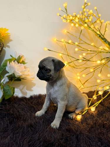 Perritos PUG de raza en búsqueda de su nuevo hogar! - Imagen 6