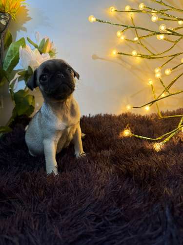 Perritos PUG de raza en búsqueda de su nuevo hogar! - Imagen 4
