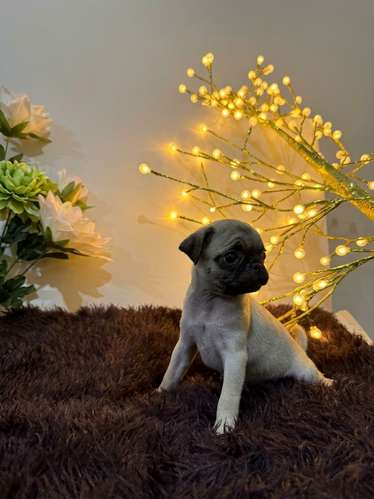 Perritos PUG de raza en búsqueda de su nuevo hogar! - Imagen 3