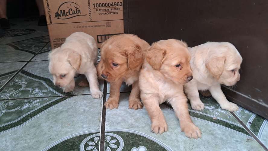 Cocker spaniel encantadores - Imagen 2