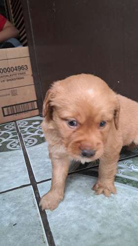Cocker spaniel encantadores - Imagen 8