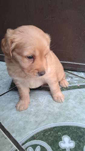Cocker spaniel encantadores - Imagen 7