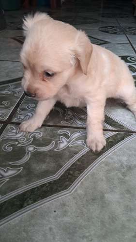 Cocker spaniel encantadores - Imagen 10