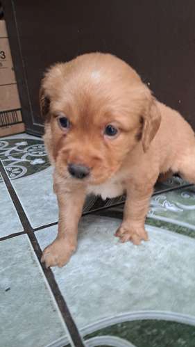 Cocker spaniel encantadores - Imagen 9