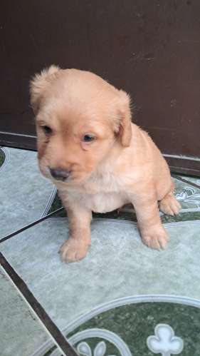 Cocker spaniel encantadores - Imagen 6