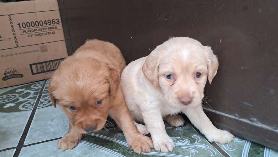 Cocker spaniel encantadores - Imagen 4