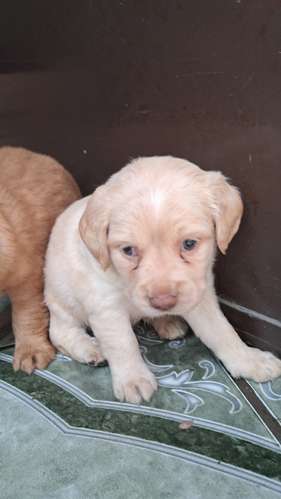 Cocker spaniel encantadores - Imagen 5