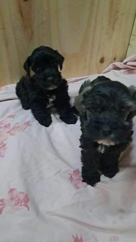 schnauzer miniatura 