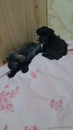 schnauzer miniatura  - Imagen 2