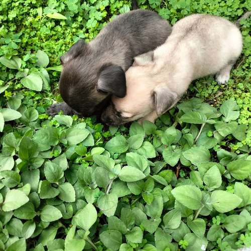 chihuahuas miny machos - Imagen 8