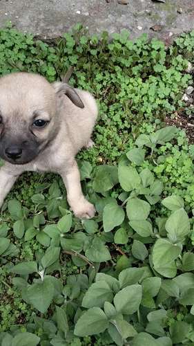 chihuahuas miny machos - Imagen 7